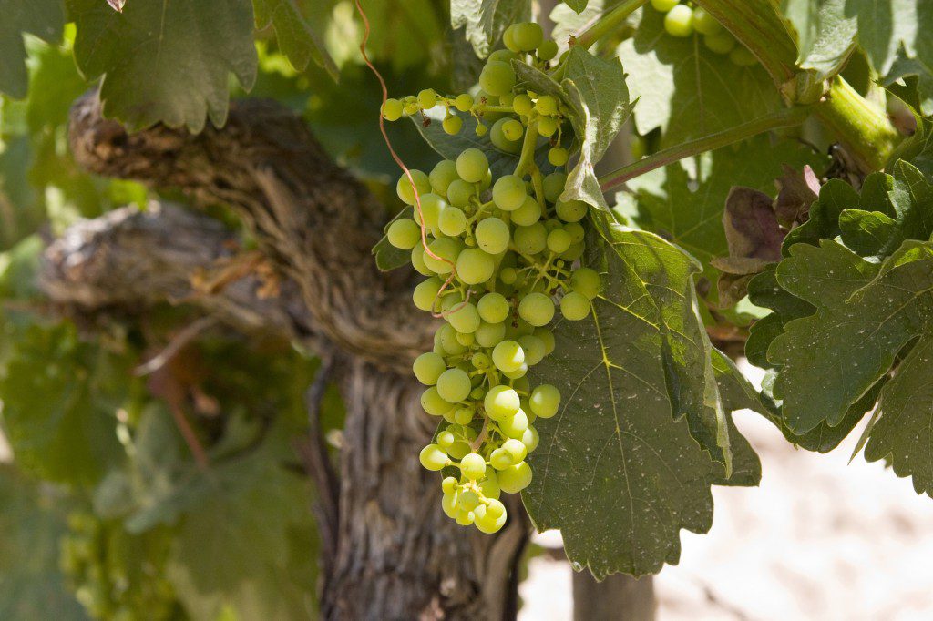 Racimo de uvas
