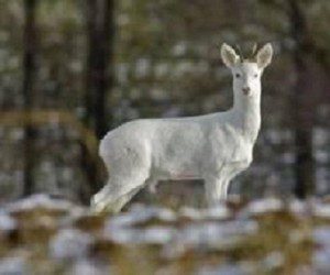 Corza blanca en el paisaje montañoso de los Ancares, representando la leyenda y el misterio de la fauna local.