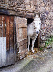 Un asno posa tan manso en Sobradelo (Carballeda de Valdeorras)