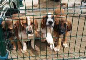 Perros en la perrera comarcal de Valdeorras