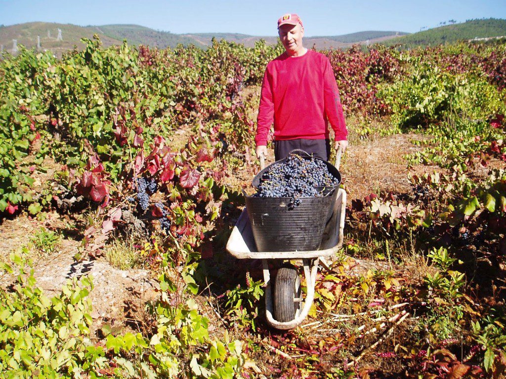 Vendimia 20158 en Valdeorras