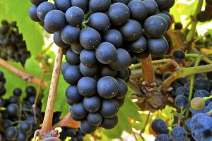 Racimo de uvas Petit Verdot