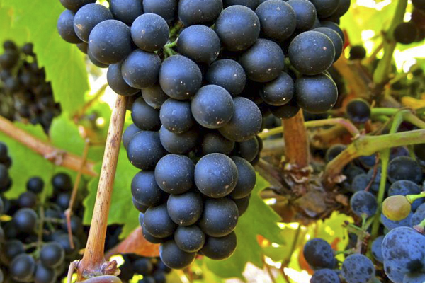 Racimo de uvas Petit Verdot