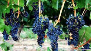 Racimos de uva Syrah