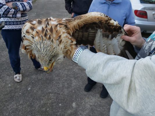 Águila rescatada en el Puente Boeza (Ponferrada)