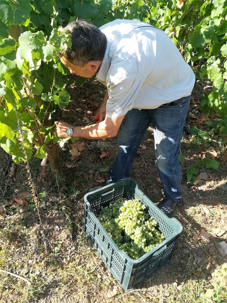 Recogiendo uva godello en Valdeorras