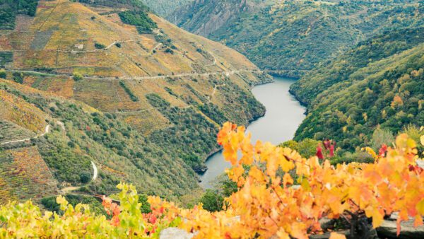 Ruta del Vino Ribeira Sacra. Zona Amandi en otoño